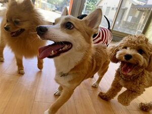 ペットホテルに興味津々の犬ちゃん。