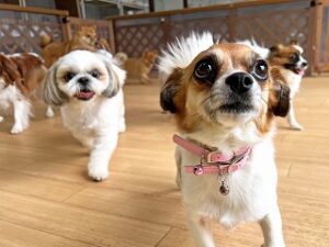 ペットホテルでかけっこをする犬ちゃん。