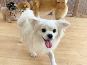 スタッフさんにゆっくり近づく犬ちゃん。