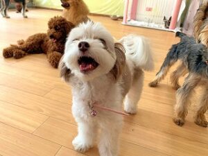 おやつおおねだりする犬ちゃん。