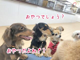 おやつだ、ワンちゃん