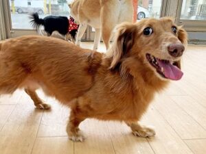 お散歩中の犬ちゃん。