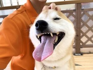 マッサージが気持ちよさそうな犬ちゃん。