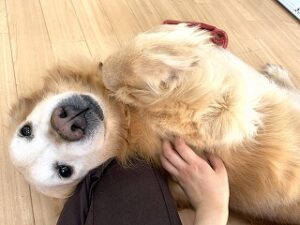 ペットホテルのスタッフさんとじゃれあう犬ちゃん。