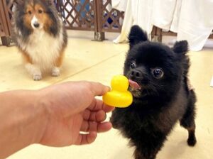 おもちゃで遊んでいる犬ちゃん。