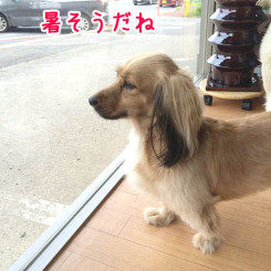 冷夏はどこにいったの？