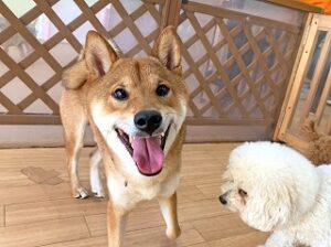 お友達ができてうれしそうな犬ちゃん。