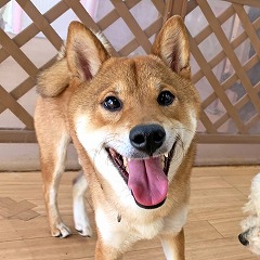 お友達ができてうれしそうな犬ちゃん。