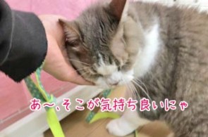 猫ちゃんゴロゴロ