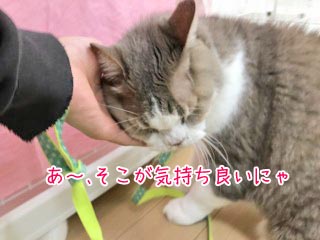 猫ちゃんゴロゴロ