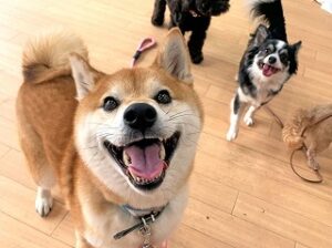 スタッフさんにご挨拶をしている犬ちゃん。