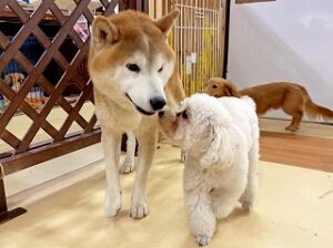 並んでお話ししている犬ちゃん。