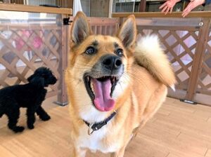 ペットホテルで元気に走り回る犬ちゃん。