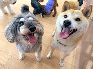 ペットホテルで新しいお友達が出来た犬ちゃん。