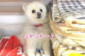 タオルに座る犬