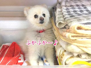 タオルに座る犬