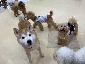 今日もペットホテルに犬ちゃんが沢山