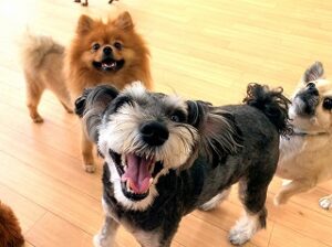 ペットホテルのスタッフさんと一緒に遊びたい犬ちゃん。