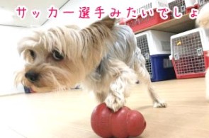 サッカー選手犬