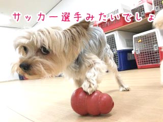 サッカー選手犬