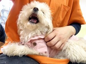 ペットホテルのスタッフさんの膝の上でくつろぐ犬ちゃん。