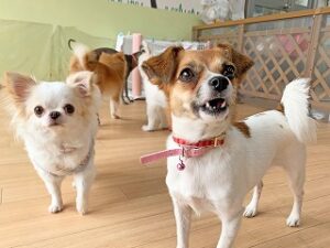 ペットホテルでのんびりしている犬ちゃん。