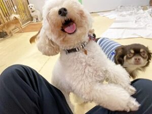 スタッフさんと遊びたい犬ちゃん。