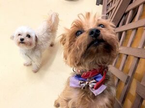 スタッフさんにおやつをおねだり中の犬ちゃん。