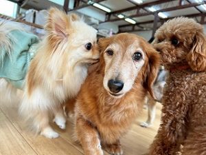 お友達と遊んでいる犬ちゃん。