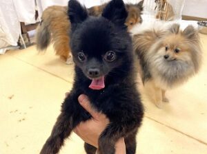 ペットホテルのスタッフさんに抱えられて楽しそうな犬ちゃん。