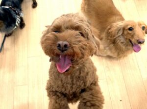 おやつをおねだりしている犬ちゃん。