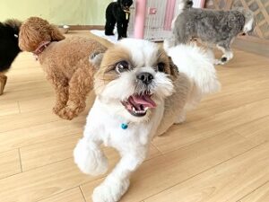 ペットホテルでかけっこをしている犬ちゃん。