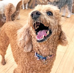 ペットホテルで元気に遊んでいる犬ちゃん。