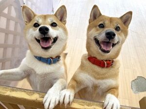 お友達と一緒に記念撮影をする犬ちゃん。