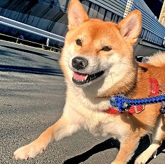 散歩が大好きな犬ちゃん。