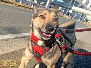 お散歩中の犬ちゃん。