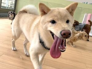 ペットホテルでのんびりお散歩をしている犬ちゃん。