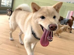 ペットホテルでのんびりお散歩をしている犬ちゃん。