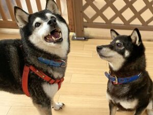 あっちむいてほいをする犬ちゃん。