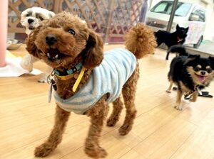ご褒美が欲しい犬ちゃん。