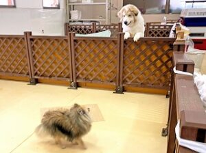 お友達と遊びたがっている犬ちゃん。