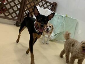 ペットホテルは犬ちゃんがいっぱい