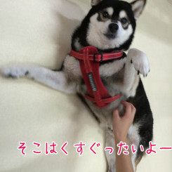 そこはくすぐったいよ