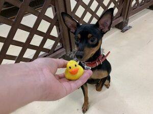 おもちゃで遊ぶ犬ちゃん