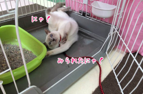 みられたにゃ！