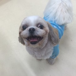 ニッコリワンちゃん