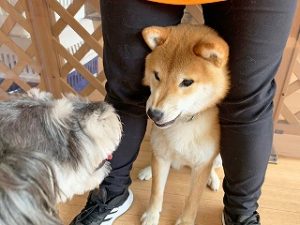 ペットホテルのスタッフさんにくっつく犬ちゃん。