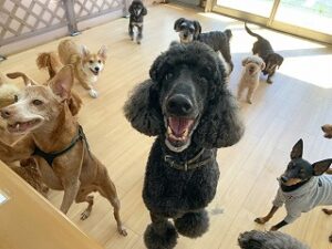 ご褒美をおねだりする犬ちゃん。