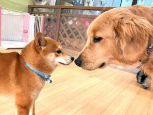 お友達にご挨拶をしている犬ちゃん。