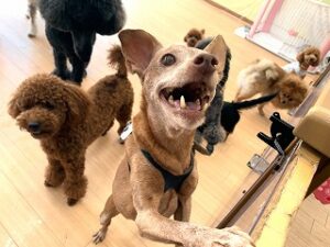 元気に飛び跳ねる犬ちゃん。